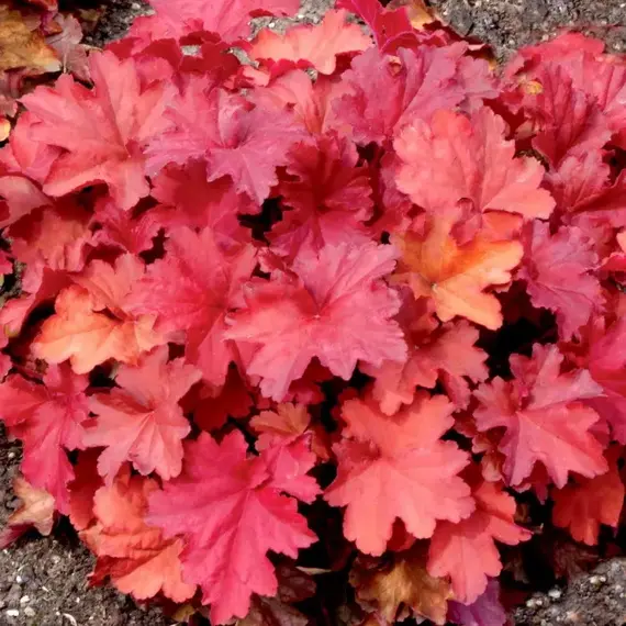 Гейхера Рио, изображение 3