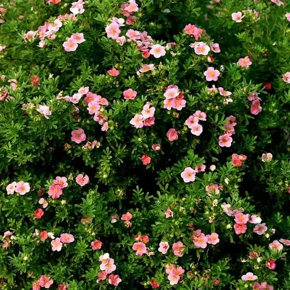 Лапчатка кустарниковая Пинк Парадайз, изображение 2
