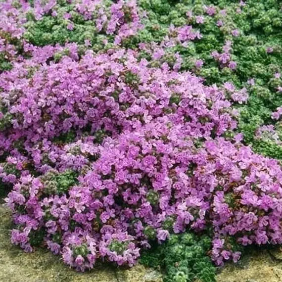 Тимьян (чабрец) ранний Халлс Вар. Роза, изображение 2