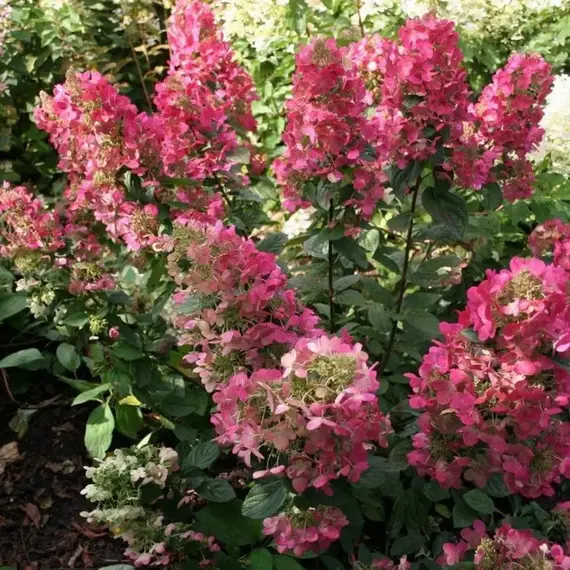 Гортензия метельчатая Мэджикал Везувио, изображение 3