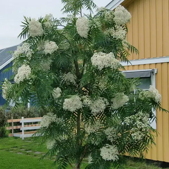 Рябина смешанная Додонг, изображение 3