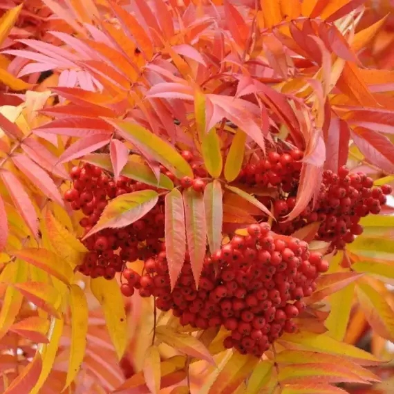 Рябина смешанная Додонг, изображение 2