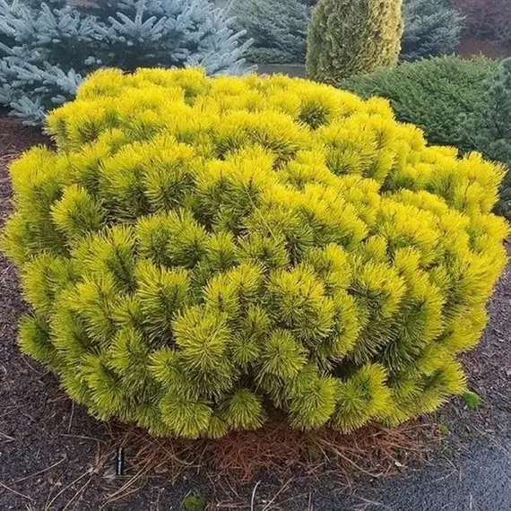 Сосна горная Винтерсонн, изображение 2