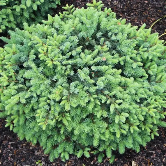 Ель мариорика Maчала, изображение 2