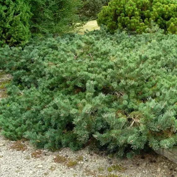 Сосна обыкновенная Альбинс, изображение 2