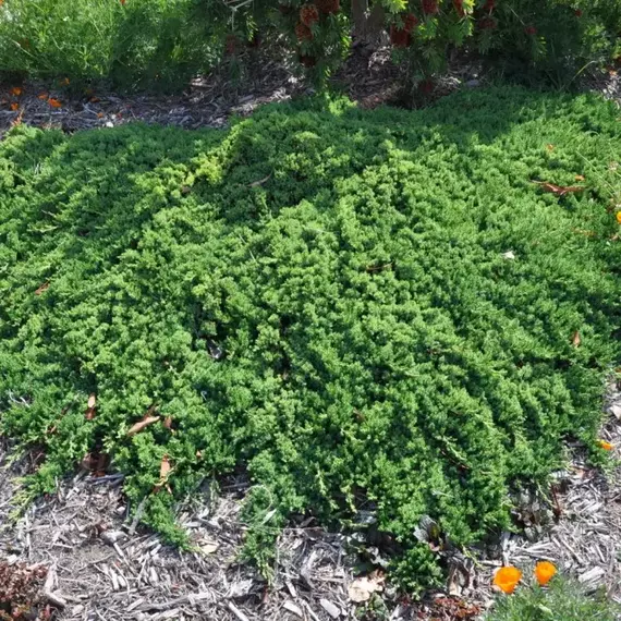 Можжевельник горизонтальный Прострата, изображение 2