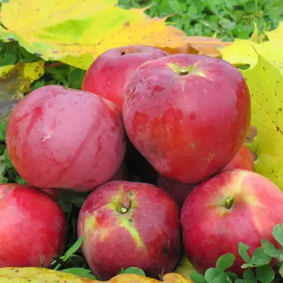 Яблоня Звездочка С6 (полукарликовый подвой), изображение 2