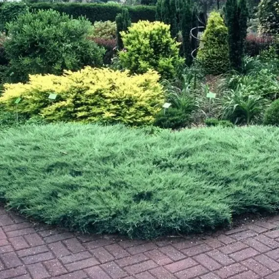 Можжевельник горизонтальный Агнешка, изображение 2
