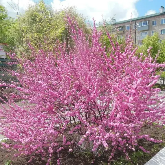 Миндаль трехлопастной Танюша, изображение 2