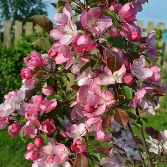 Яблоня декоративная, изображение 2