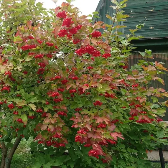 Калина обыкновенная Гранатовый браслет, изображение 2