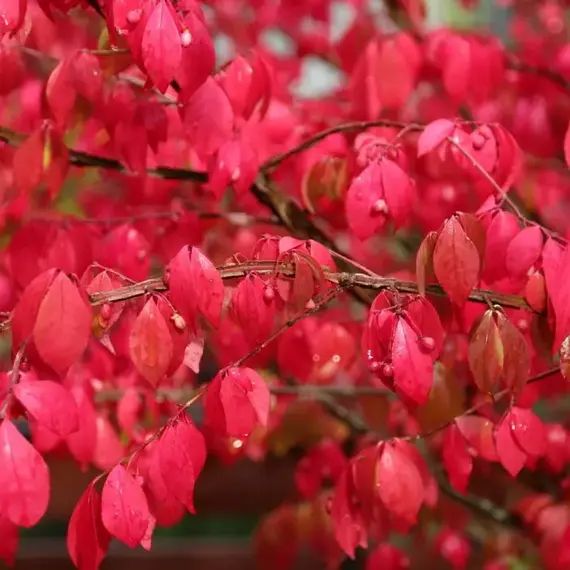 Бересклет крылатый Файербол, изображение 2