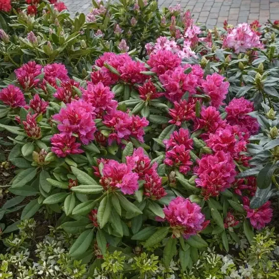 Рододендрон Доктор Х., изображение 2