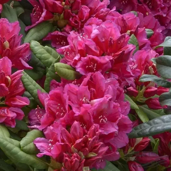 Рододендрон Доктор Х., изображение 3