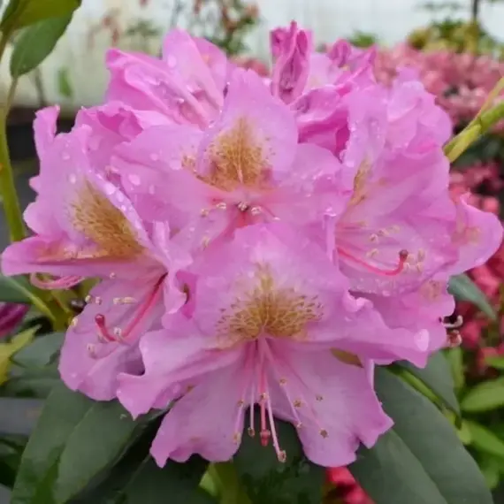 Рододендрон Лэйт Кисс, изображение 3