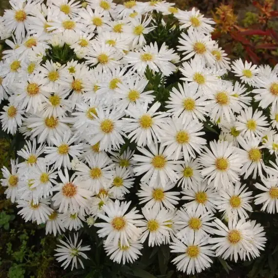 Астра Шникиссен, изображение 2