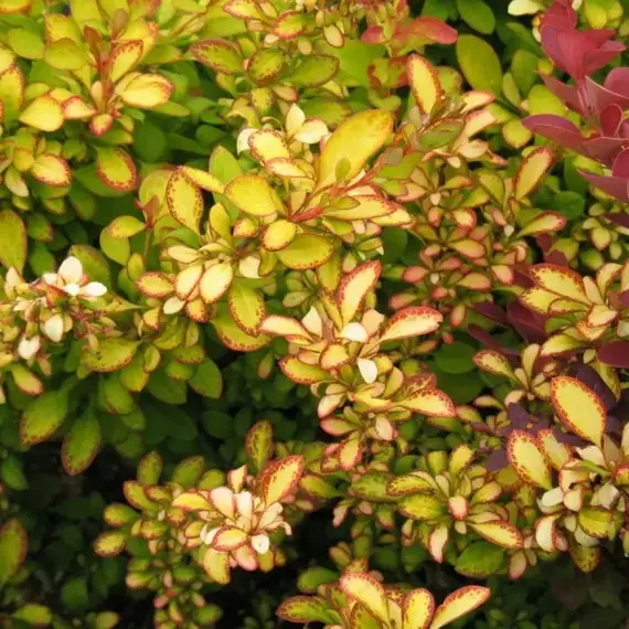 Барбарис тунберга Лимончелло Бейлерин, изображение 2