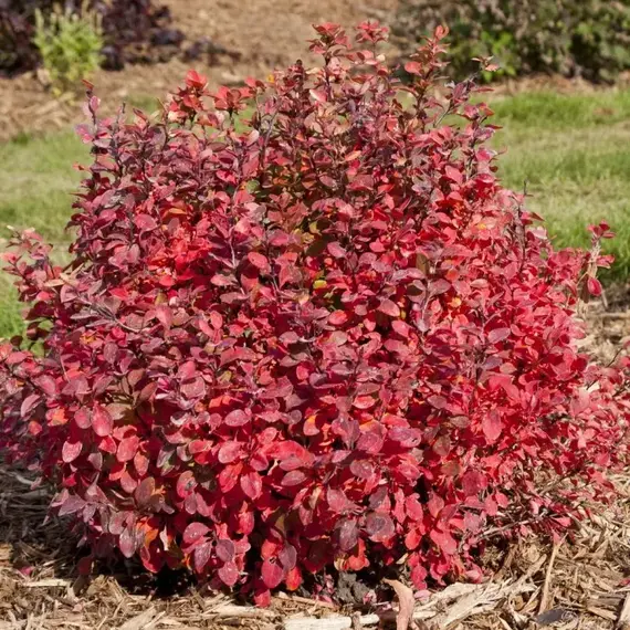Барбарис тунберга Лимончелло Бейлерин, изображение 3