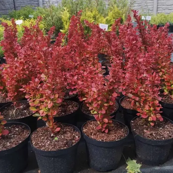 Барбарис тунберга Флоренс, изображение 2