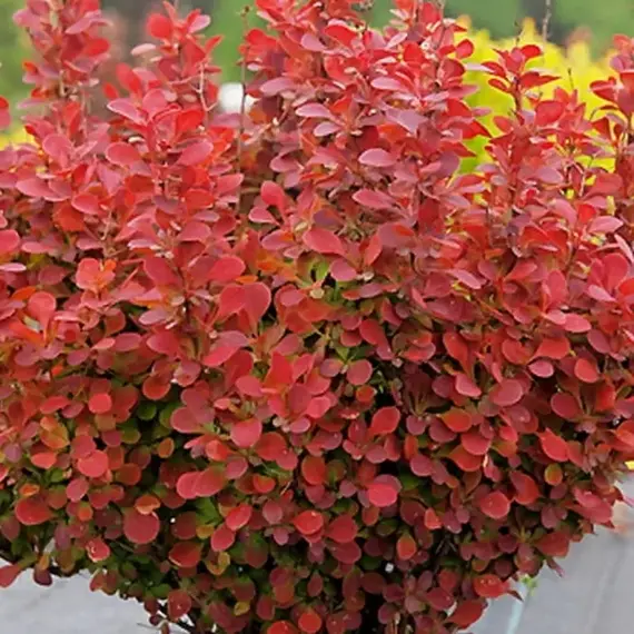 Барбарис тунберга Флоренс, изображение 3