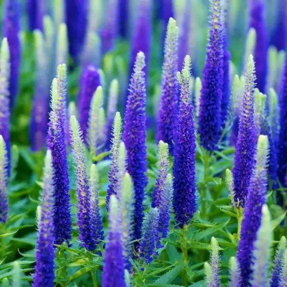 Вероника колосковая Нана Блаутеппич, изображение 2