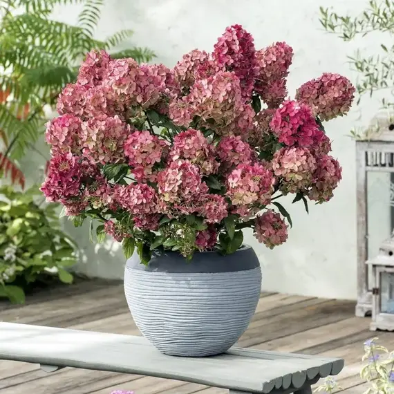 Гортензия метельчатая Петит Стар, изображение 2