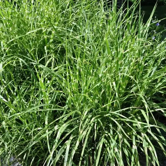 Мискантус китайский Зебринус, изображение 2