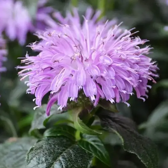 Монарда гибридная Шуга Базз Блю Мун, изображение 2