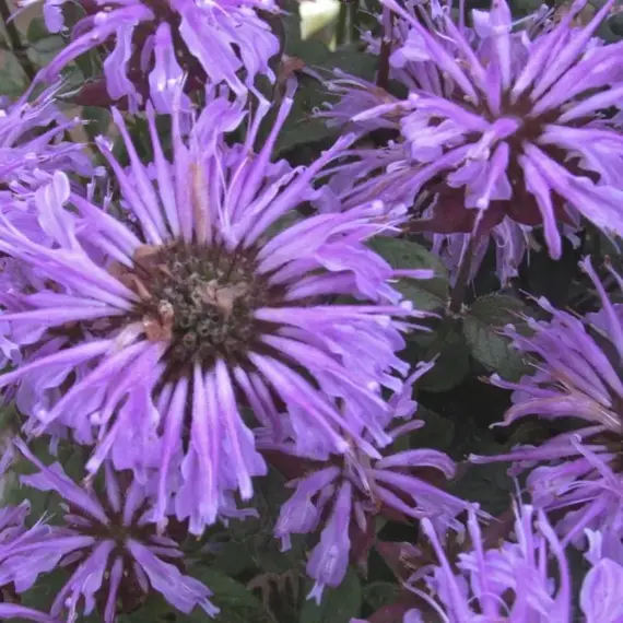 Монарда гибридная Шуга Базз Блю Мун, изображение 3