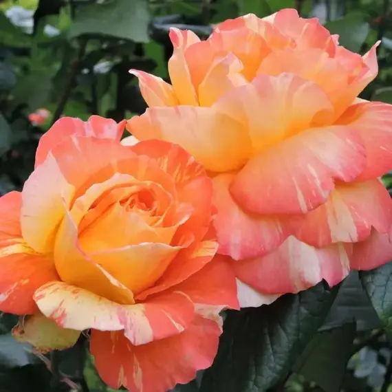 Роза на штамбе Марвел, изображение 3