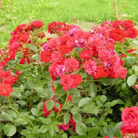 Роза миниатюрная Бэби Баккара, изображение 2