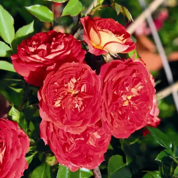 Роза плетистая Старлет Роуз Кармен, изображение 2