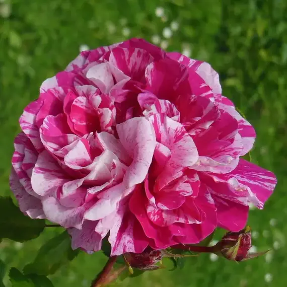 Роза плетистая Инес Састр, изображение 2