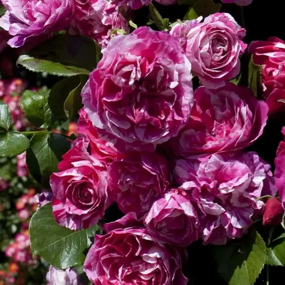 Роза плетистая Инес Састр, изображение 3