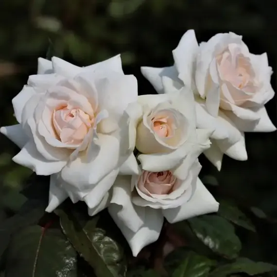 Роза плетистая Шванензее (Сван Лейк), изображение 2