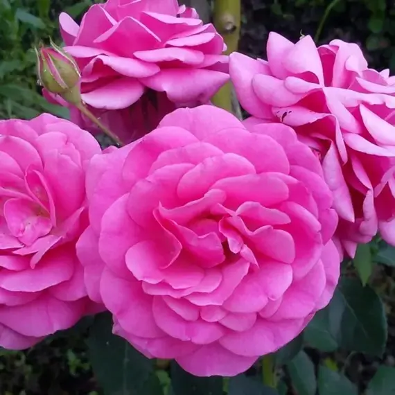 Роза флорибунда Маджента Диадем, изображение 2