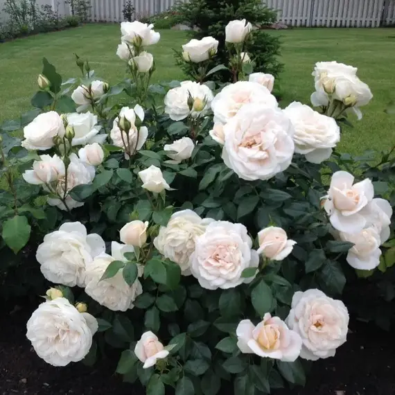 Роза чайно-гибридная Александр Пушкин (Принс Жардинье), изображение 2