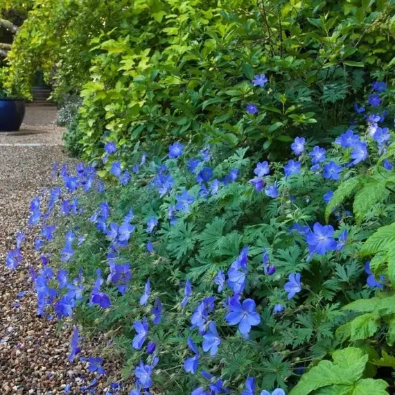 Герань садовая Джонсонс Блу, изображение 2
