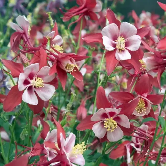 Аквилегия Кримсон Стар, изображение 2