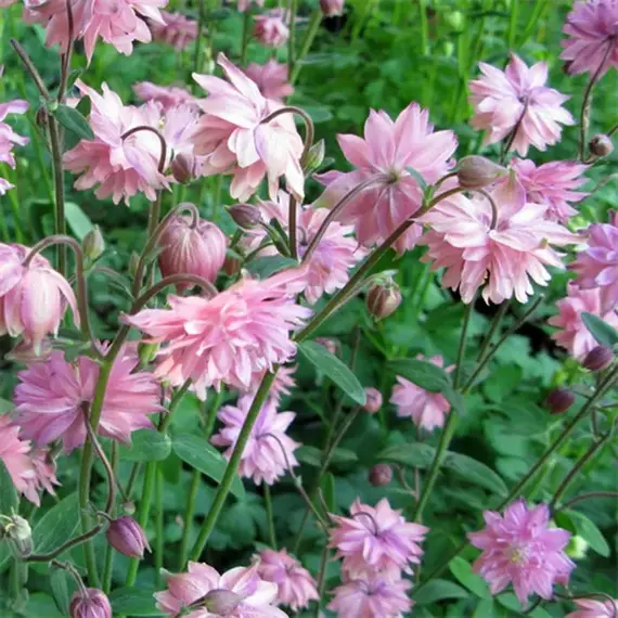 Аквилегия Роуз Барлоу, изображение 2