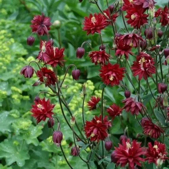 Аквилегия Руби Порт, изображение 3