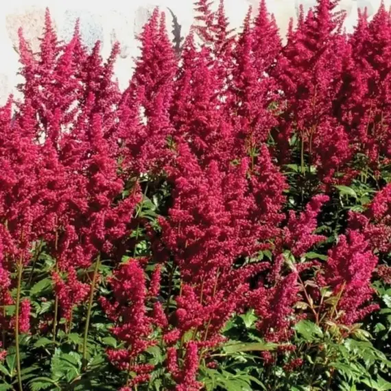 Астильба Бургунди Ред, изображение 3