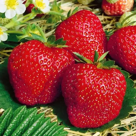 Земляника (Клубника) Вибрант, изображение 2