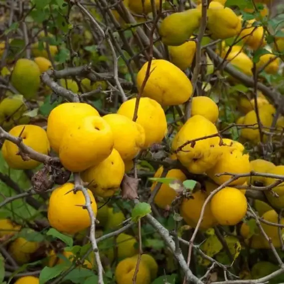 Айва (Хеномелес) средняя Оранж Трейл, изображение 3