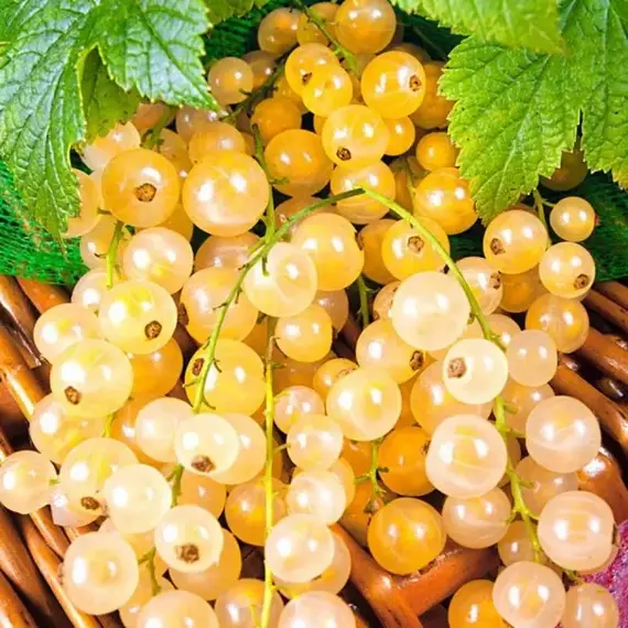 Смородина белая Вердавия, изображение 2