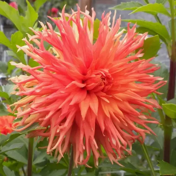 Георгина Айтара Бронвин, изображение 2