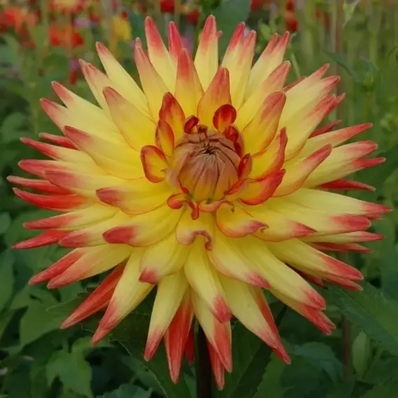 Георгина Бриджвью Алоха, изображение 2