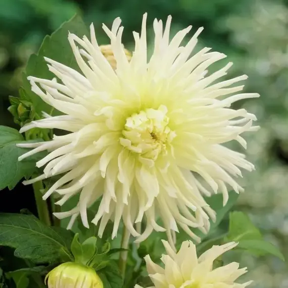 Георгина Вайт Стар, изображение 2