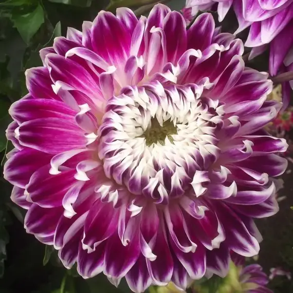 Георгина Ванкувер, изображение 2