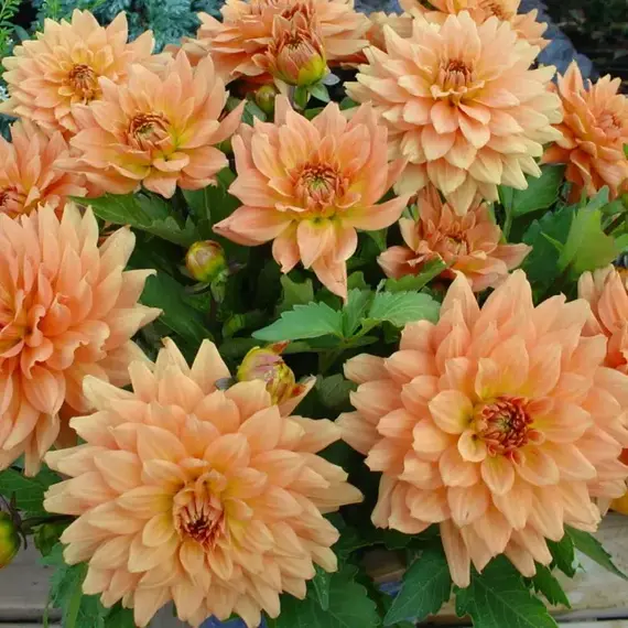 Георгина Галлери Винсент, изображение 2